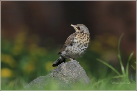 <p>DROZD KVÍČALA (Turdus pilaris) /Fieldfare - Wacholderdrossel/</p>